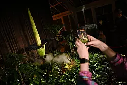 Wer es nicht in das Gew&auml;chshaus schaffte, konnte die Bl&uuml;te im Livestream verfolgen. - &copy; Steven Saphore/AAP/dpa