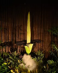 &laquo;Putricia&raquo; ist riesig - und stinkt gewaltig. - &copy; Steven Saphore/AAP/dpa