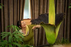 Sie stinkt und sieht aus wie ein Phallus: Diese Pflanze ist eine Sensation. - &copy; George Chan/SOPA Images via ZUMA Press Wire/dpa