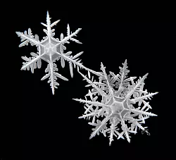 Die Schneeflocken haben sehr unterschiedliche Strukturen. - &copy; Hoffmann/Cryosity/dpa