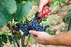 Die Qualität des 25er-Jahrgangs gilt als «ausgesprochen gut». (Archivbild) - © Lando Hass/dpa