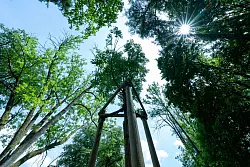 Lange Trockenperioden machen immer mehr B&auml;umen in historischen Parks zu schaffen. - &copy; Pia Bayer/dpa