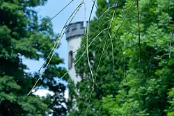 Hinter einer Trauer-Esche, deren Zweige vom Eschentriebsterben gezeichnet sind, ist ein Turm des Schlosses Rosenau zu sehen. - &copy; Pia Bayer/dpa