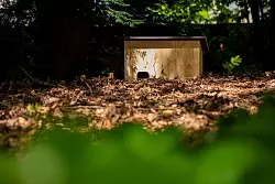 Ein Igelhaus an einem geschützten Platz kann den Tieren einen sicheren Unterschlupf bieten. - © Moritz Frankenberg/dpa/dpa-tmn