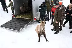 Ein Tier springt aus einem Anh&auml;nger bei einer Auswilderung von Schweizer Steinb&ouml;cken in der N&auml;he der Benediktenwand. - &copy; Felix H&ouml;rhager/dpa