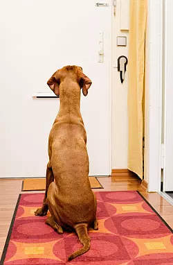 Ruhig bleiben: Ruhe spielt bei der Erziehung eine entscheidende Rolle und ist für alle Übungen die Grundvoraussetzung. - © Monique Wüstenhagen/dpa-tmn
