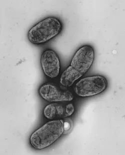 Das Pestbakterium Yersinia pestis - &copy; picture alliance / dpa