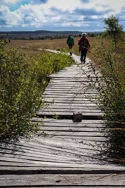 Den Pfad bitte nicht verlassen: 20 Kilometer Holzsteg führen durchs Moor. - © Deike Uhtenwoldt/dpa-tmn