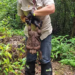 Die Kr&ouml;te wiegt ungef&auml;hr so viel wie ein neugeborenes Baby. - &copy; Supplied/DEPARTMENT OF ENVIRONMENT AND SCIENCE/AAP/dpa