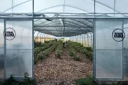 In Folientunneln k&ouml;nnen die Pflanzen gesch&uuml;tzt wachsen. - &copy; Michael Ukas/dpa