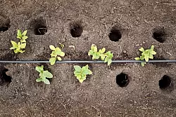 Nach der Aufzucht im Gew&auml;chshaus kommen die Teepflanzen in die Erde. - &copy; Michael Ukas/dpa