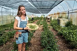 Bei der Ernte ist Handarbeit gefragt. - &copy; Michael Ukas/dpa