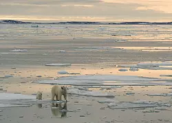 In der Arktis sollen vermehrt Bodensch&auml;tze ausgebeutet werden - trifft das auch die Eisb&auml;ren? - &copy; Kt Miller / Polar Bears Internat/dpa