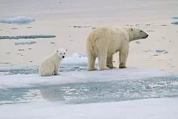 Eine Eisb&auml;r-Mutter ist mit einem Jungtier auf einer Eisscholle vor der K&uuml;ste von Spitzbergen unterwegs. - &copy; Kt Miller/olar Bears Internat/dpa