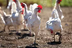 Wegen der Vogelgrippe mussten zuletzt zahleiche Legehennen getötet werden. (Archivbild) - © Karl-Josef Hildenbrand/dpa