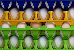 Das demnächst große Mengen Eier aus Deutschland in die USA exportiert werden, glaubt der Chef des Bundesverbands Ei, Hans-Peter Goldnick, nicht. (Archivbild) - © Karl-Josef Hildenbrand/dpa