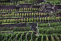 Die Weinberge entlang der Ahr wachsen auf vielfältigen Böden, darunter Schiefer und Devonschiefer in den steileren Lagen, Lößlehm sowie mit Stein durchsetzte Lehmböden, und teilweise auch vulkanische Gesteine. - © DWI/deutscheweine.de/dpa-tmn