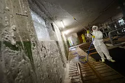 Das Virus ist schwer zu bekämpfen. (Symbolbild) - © picture alliance / dpa