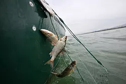Rotaugen sind nicht nur als Speisefisch beliebt, sie sollen auch die rasante Ausbreitung der Quagga-Muscheln im Bodensee bremsen. (Archivbild) - &copy; Felix K&auml;stle/dpa