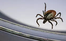 Der Gemeine Holzbock (Ixodes ricinus) ist die häufigste Zeckenart in Deutschland. (Archivbild) - © Marijan Murat/dpa
