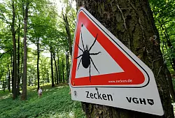 Zahlreiche Gebiete in Deutschland sind FSME-Risikogebiete. (Archivbild) - © Holger Hollemann/dpa