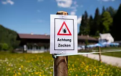 Zecken sitzen häufig an Gräsern oder Sträuchern. (Archivbild) - © Sven Hoppe/dpa