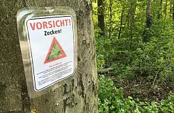 Zecken können unter anderem Lyme-Borrelien und FSME-Viren übertragen. (Archivbild) - © Julian Stratenschulte/dpa