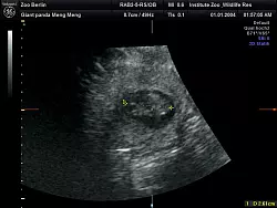 Die Babies sind etwa 2,5 Zentimeter gro&szlig;. (Handout) - &copy; Zoo Berlin/dpa