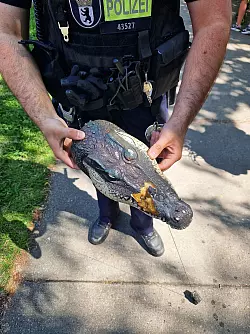 Der natürliche Lebensraum von Alligatoren liegt unter anderem im Südosten der USA. - © -/Polizei Berlin/dpa