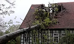 Ein Baum hat im Kreis Steinfurt (Nordrhein-Westfalen) infolge des Sturms das Dach eines Fachwerkhauses schwer beschädigt. - © Michel Fritzemeier/tv7news/dpa