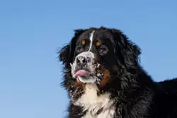 Schnee gefressen? Kleine Mengen sind meist unproblematisch &ndash; zu viel davon kann jedoch krank machen. - &copy; Silas Stein/dpa