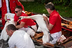 &laquo;Swan Upping&raquo; auf der Themse. - &copy; Aaron Chown/PA Wire/dpa