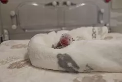 Die Panda-Zwillinge haben ein paar Gramm zugenommen. - &copy; ---/Zoo Berlin/dpa