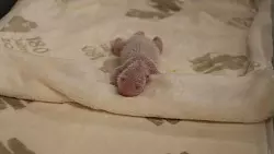 Die Panda-Zwillinge haben ein paar Gramm zugenommen. - &copy; ---/Zoo Berlin/dpa