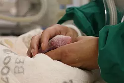 Die Panda-Zwillinge haben ein paar Gramm zugenommen. - &copy; ---/Zoo Berlin/dpa