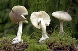 Der Grüne Knollenblätterpilz ist extrem giftig - und ähnelt harmlosen Champignons. (Archivbild) - © Bernd Wüstneck/dpa-Zentralbild/dpa