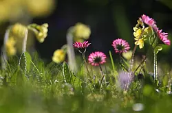 Im Kräuterrasen sind Wildkräuter wie etwa Gänseblümchen oder Schlüsselblumen enthalten. - © Karl-Josef Hildenbrand/dpa/dpa-tmn