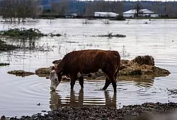 Auch Hunderte Tiere waren vor den Wassermassen in Sicherheit gebracht. - © Stephen Brashear/AP/dpa