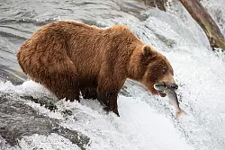 Die Braunb&auml;rin 402 hat den Angriff eines m&auml;nnlichen B&auml;ren nicht &uuml;berlebt. - &copy; -/Katmai National Park and Preserve/dpa