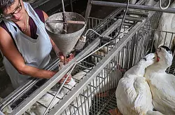 Gänse werden auf einem Hof in Belgien für die Produktion von Foie Gras (Stopfleber) gefüttert. (Archivbild) - © Virginie Lefour/BELGA/dpa