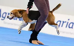 Mehrere Hunderassen wetteiferten mit ihren Besitzern um den Titel - &copy; Bernd Thissen/dpa