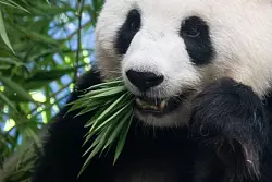 Das schwangere Pandaweibchen Meng Meng mit ihrem Lieblingsessen Bambus. - &copy; Sebastian Gollnow/dpa