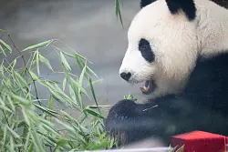 Bereits in 12 bis 20 Tagen k&ouml;nnte der Nachwuchs das Licht der Welt erblicken. - &copy; Sebastian Gollnow/dpa