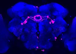 Bestimmte Hirnareale einer Taufliege wurden pink eingefärbt. In diesen Zonen werden visuelle Reize im Schlaf herausgefiltert, starke Reize kommen jedoch im Gehirn an. - © Anatoli Ender/Charité/dpa