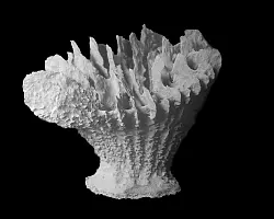 Co-Studienleiterin Santodomingo f&uuml;rchtet &laquo;die Ausl&ouml;schung einer ganzen Art&raquo;. - &copy; Guadalupe Bribiesca-Contreras/National Oceanography Centre, United Kingdom/dpa