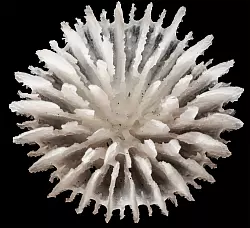 Gefunden wurden die Korallen in &uuml;ber 4000 Meter Tiefe zwischen Hawaii und Mexiko. - &copy; Guadalupe Bribiesca-Contreras/National Oceanography Centre, United Kingdom/dpa