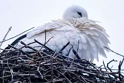Trotz fr&uuml;her R&uuml;ckkehr startet die Brutsaison erst ab Anfang M&auml;rz. - &copy; Pia Bayer/dpa