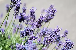 Duftend und lilablau: Lavendel ist die perfekte Begleitpflanze für den Olivenbaum. - © Andrea Warnecke/dpa-tmn