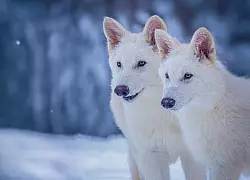 Das undatierte Foto zeigt die beiden R&uuml;den Romulus und Remus im Alter von drei Monaten. - &copy; Uncredited/Colossal Biosciences/AP/dpa
