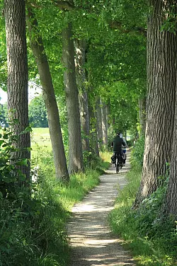 Breite Radwege sehen anders aus: Bei Geesteren schlängelt sich die Mühlen-Route zwischen Kuhweiden hindurch. - © Bernd F. Meier/dpa-tmn